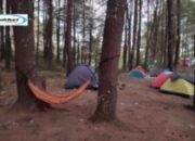 Daerah Lembanna, Melihat Keelokan Rimba Pinus yang Mengagumkan di Gowa