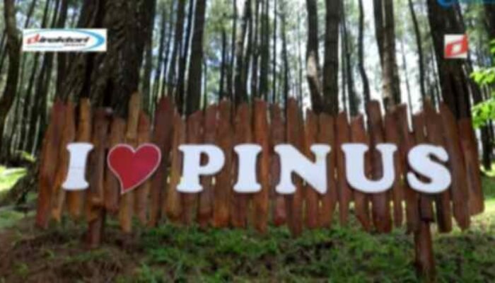 Rimba Pinus Bulu Tanah, Spot Camping Hebat dengan View Alam yang Mempesona di Bone