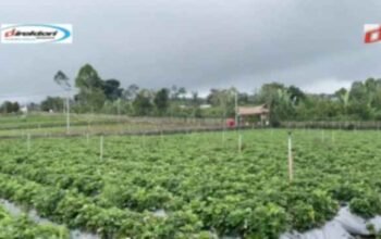 La Fresa Kintamani, Melihat Daya tarik Tempat Budi daya Strawberry Jepang di Bangli Bali