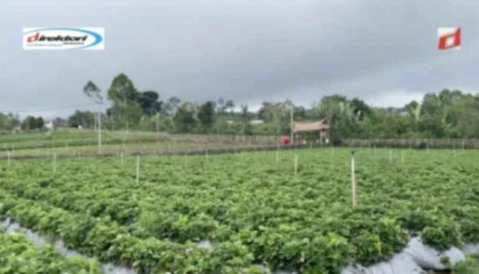 La Fresa Kintamani, Melihat Daya tarik Tempat Budi daya Strawberry Jepang di Bangli Bali