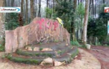 Rimba Pinus Kragilan, Tujuan Wisata Alam Hits dan Modern di Magelang