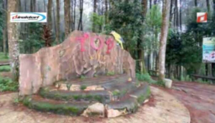 Rimba Pinus Kragilan, Tujuan Wisata Alam Hits dan Modern di Magelang