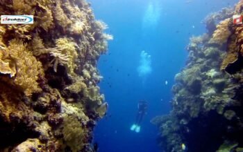 Taman Nasional Wakatobi, Daya tarik Bawah Laut Kece di Sulawesi Tenggara