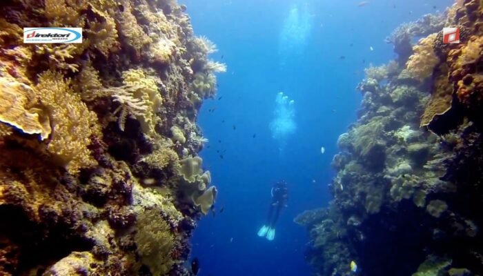 Taman Nasional Wakatobi, Daya tarik Bawah Laut Kece di Sulawesi Tenggara