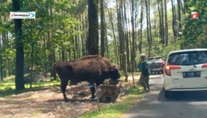 Harga Ticket Wisata Taman Safari Prigen
