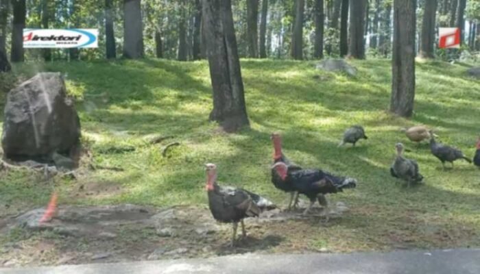 Jalur Ke arah Wisata Taman Safari Prigen