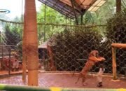 Taman Safari Bogor, Indonesia; Pelestarian Satwa dan Wisata Pembelajaran Favorite Keluarga di Puncak