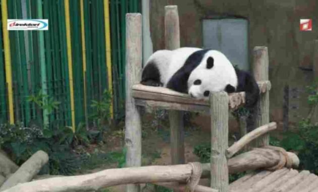 Daya Ambil Wisata yang Dipunyai Zoo Negara Malaysia