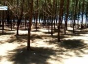 Pantai Senok, Pantai Elok di Malaysia yang Daya tariknya Serupa Pulau Nami Korea Selatan