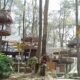Kopeng Treetop Adventure Park, Nikmati Daya tarik Wisata Alam Terbaik di Semarang