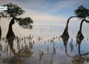 Pantai Walakiri, Pantai Pasir Putih di Sumba Timur yang Dihias Tumbuhan Bakau Eksotik