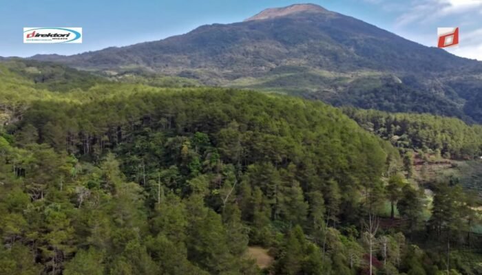 Taman Pinus Palutungan, Object Wisata Alam Hits dan Modern di Kuningan