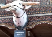 Tongkonan Lempe, Tujuan Wisata Alam di Toraja yang Berjulukan Negeri di Atas Awan