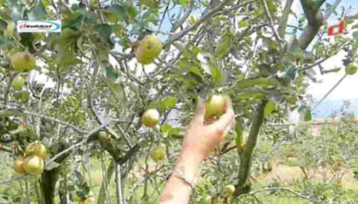 Jenis-jenis Apel yang Bisa Dipetik