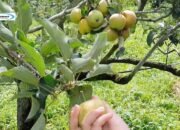 Menikmati Wisata Petik Apel Agro Rakyat di Kota Batu Malang