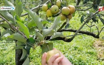 Menikmati Wisata Petik Apel Agro Rakyat di Kota Batu Malang
