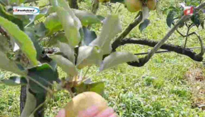 Proses dan Pengalaman Petik Apel