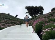 Cameron Highlands: Destinasi Wisata Alam Menarik di Malaysia