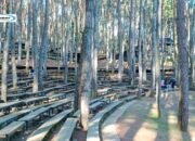 Hutan Pinus Mangunan: Destinasi Wisata Alam yang Indah di Jawa Tengah