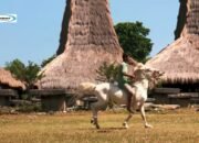 Pulau Sumba: Permata Terpendam Indonesia di Nusa Tenggara Timur