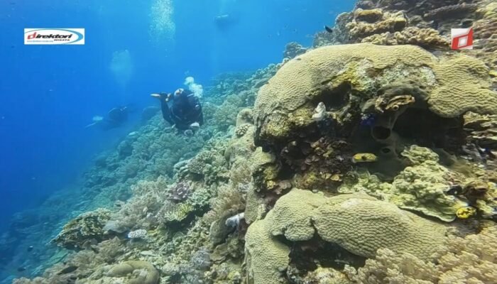 Taman Laut Olele: Destinasi Wisata Surga Tersembunyi di Gorontalo
