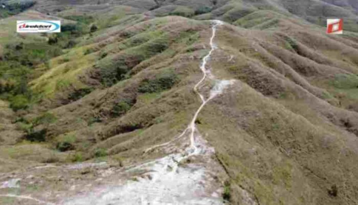 Musim Kemarau: Savana yang Kering dan Emas