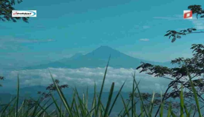 Keberagaman Flora dan Fauna di Merapi