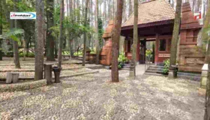Kesimpulan: Mengapa Hutan Pinus Mangunan Layak Dikunjungi