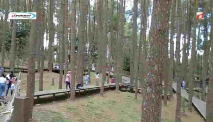 Tips dan Trik Berkunjung ke Hutan Pinus Mangunan