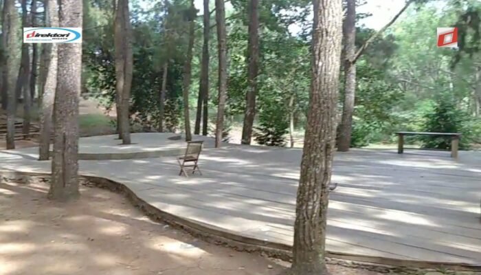 Wisata Hutan Pinus Mangunan: Destinasi Terfavorit di Bantul Yogyakarta