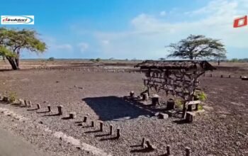 Menjelajahi Taman Nasional Baluran Wisata Alam Situbondo Jawa Timur