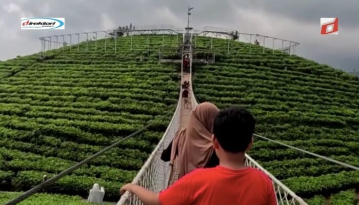 Agrowisata Perkebunan Teh Kemuning