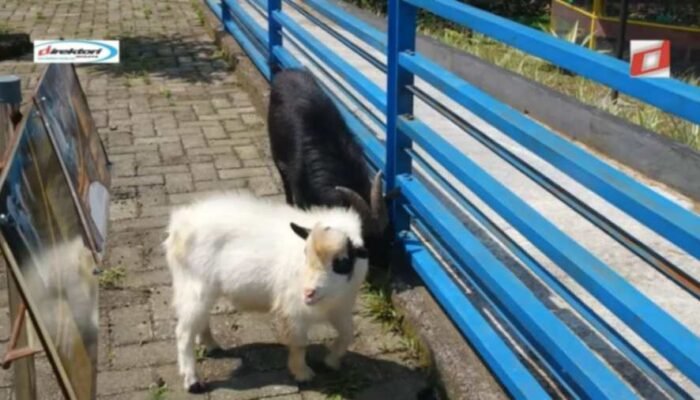 Cerita dari Pengunjung