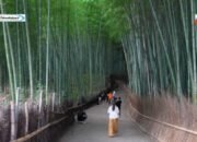 Arashiyama Kyoto: Destinasi Wisata Alam Hutan Bambu di Jepang