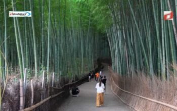 Arashiyama Kyoto: Destinasi Wisata Alam Hutan Bambu di Jepang