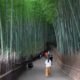 Arashiyama Kyoto: Destinasi Wisata Alam Hutan Bambu di Jepang