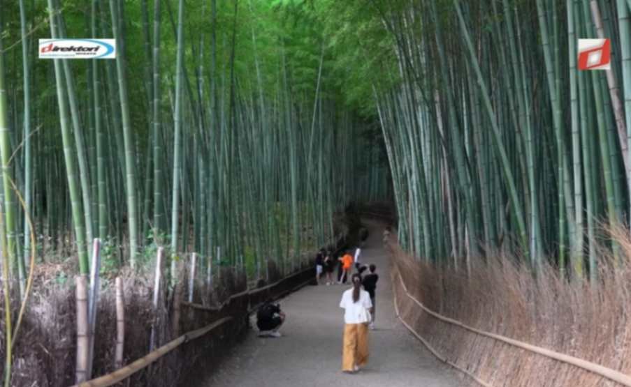 Arashiyama Kyoto: Destinasi Wisata Alam Hutan Bambu di Jepang