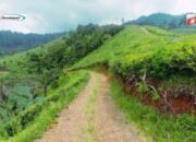 Kebun Teh Cipasung: Kebun Teh Majalengka dengan Pesona Alam yang Menawan