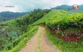 Kebun Teh Cipasung: Kebun Teh Majalengka dengan Pesona Alam yang Menawan