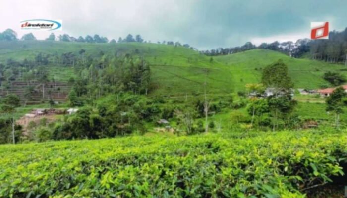 Keindahan Alam di Sekitar Kebun Teh Cipasung