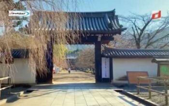 Menjelajahi Kuil Daigoji Kyoto: Liburan dan Wisata Bunga Sakura di Jepang