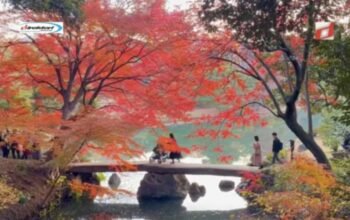 Panduan Lengkap Wisata Musim Gugur di Jepang: Daun Merah dan Kuning Memukau