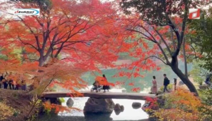 Panduan Lengkap Wisata Musim Gugur di Jepang: Daun Merah dan Kuning Memukau