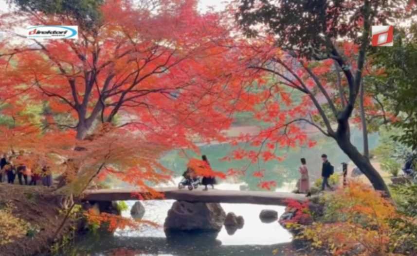 Panduan Lengkap Wisata Musim Gugur di Jepang: Daun Merah dan Kuning Memukau