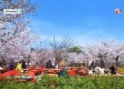 Taman Maruyama: Menikmati Keindahan Bunga Sakura
