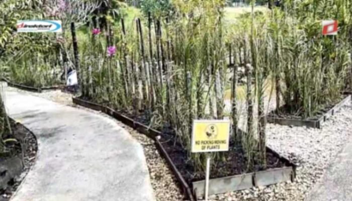 Kisah dan Mitos Anggrek di Sarawak