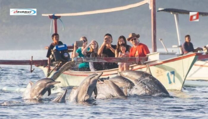 Dampak Pariwisata terhadap Populasi Lumba-Lumba