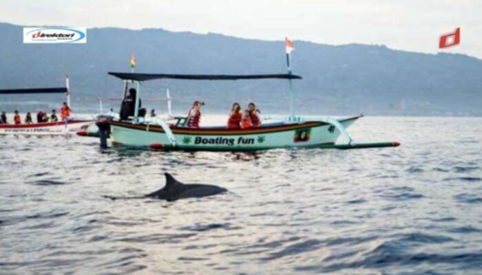 Tips Keamanan dan Etika saat Melihat Lumba-Lumba