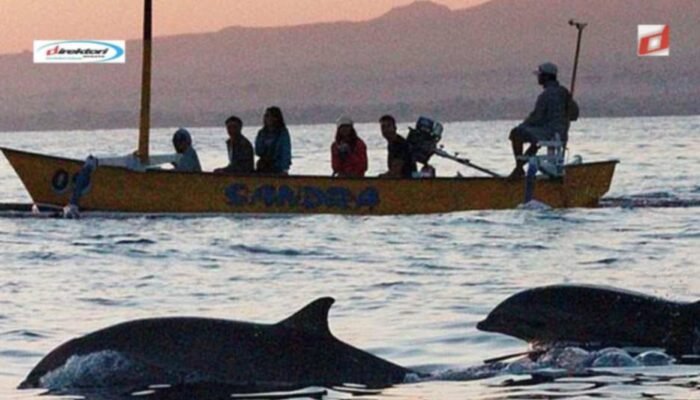 Waktu Terbaik untuk Melihat Lumba-Lumba