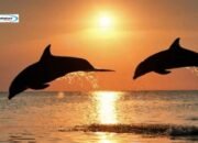 Wisata Lumba-Lumba Bali: Cara Melihat Lumba-Lumba di Pantai Lovina